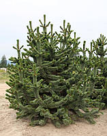 Сосна остиста (Pinus aristata) (ЗКС) 4р.