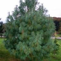 Сосна "Гімолайська" (Бутана) (ЗКС) 5р.