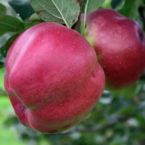 Яблуня Джумбо Помм – великоплідна, соковита, ароматна, фото 1