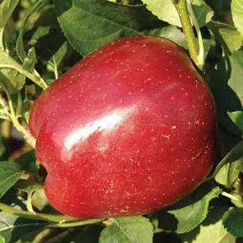 Яблуня Топ Ред – високоврожайна, соковита, стійка
