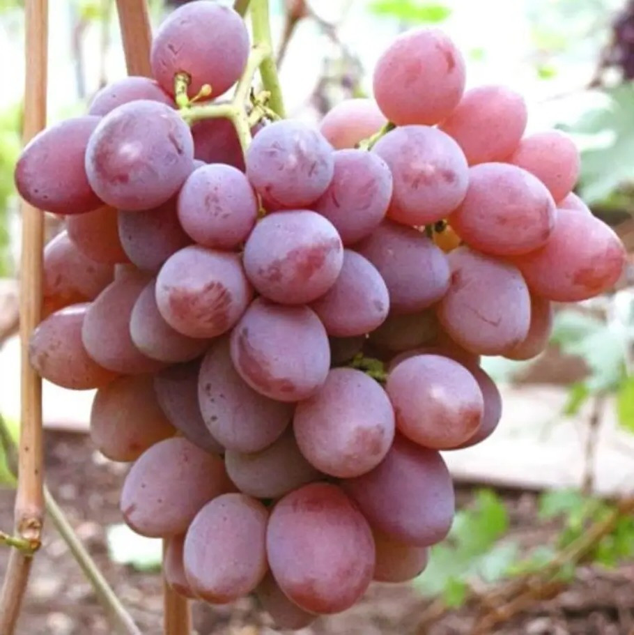 Виноград Дашуня – великоплідний, солодкий, ароматний, фото 1