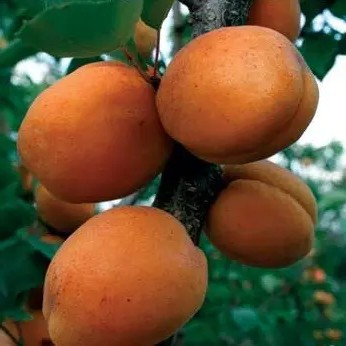 Абрикос Суперіор – великоплідний, ароматний, стійкий, фото 1