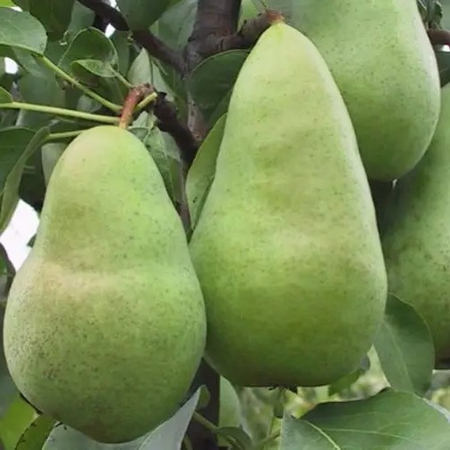 Груша Амфора – великоплідна, соковита, ароматна, фото 1