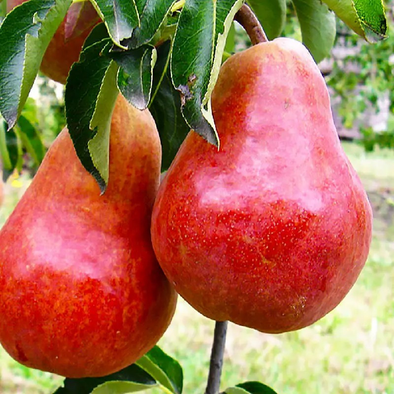 Груша Долорес – великоплідна, соковита, ароматна, фото 1