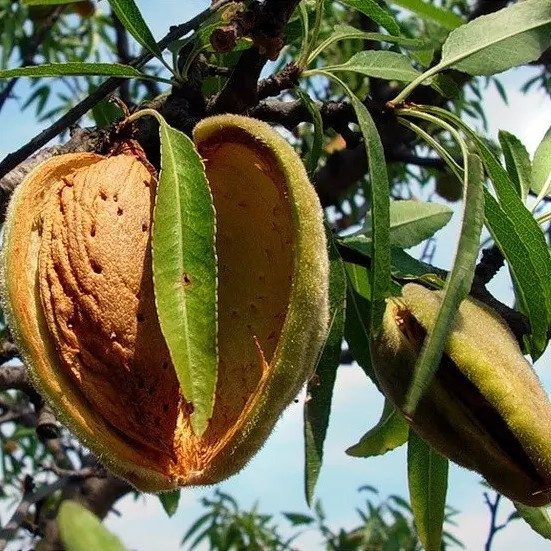 Мигдаль Нікітський – великоплідний, солодкий, стійкий, фото 1