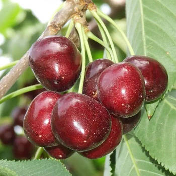 Черешня Каріна – великоплідна, солодка, соковита