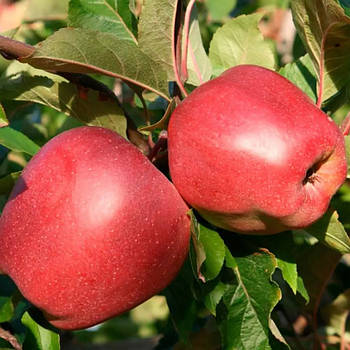 Яблуня Глостер – високоврожайна, соковита, стійка
