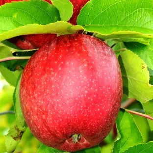 Яблуня Камео – великоплідна, соковита, ароматна, фото 1