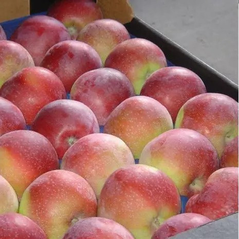 Яблуня Лиголь – великоплідна, соковита, стійка, фото 1