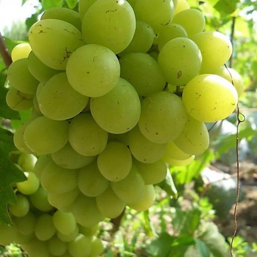 Виноград Вальок – ранній, солодкий, великоплідний, фото 1