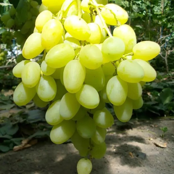 Виноград Конвалія – великоплідний, солодкий, ароматний, фото 1