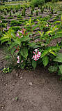 Вейгелла 'Rosea' *WeigelaWeigela florida 'Rosea' з грунту, фото 3