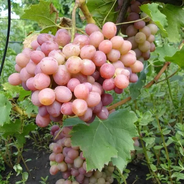 Виноград Лівія – великоплідний, солодкий, ароматний, фото 1