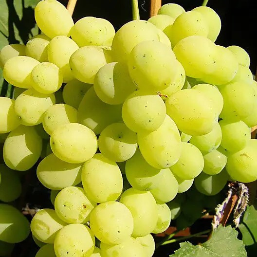 Виноград Лора – великоплідний, солодкий, стійкий, фото 1