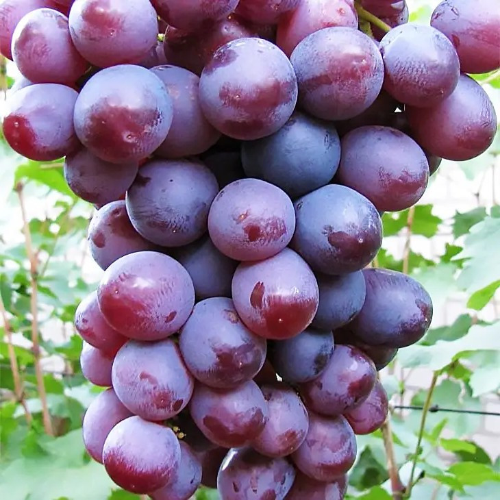 Виноград Низина – великоплідний, солодкий, стійкий, фото 1