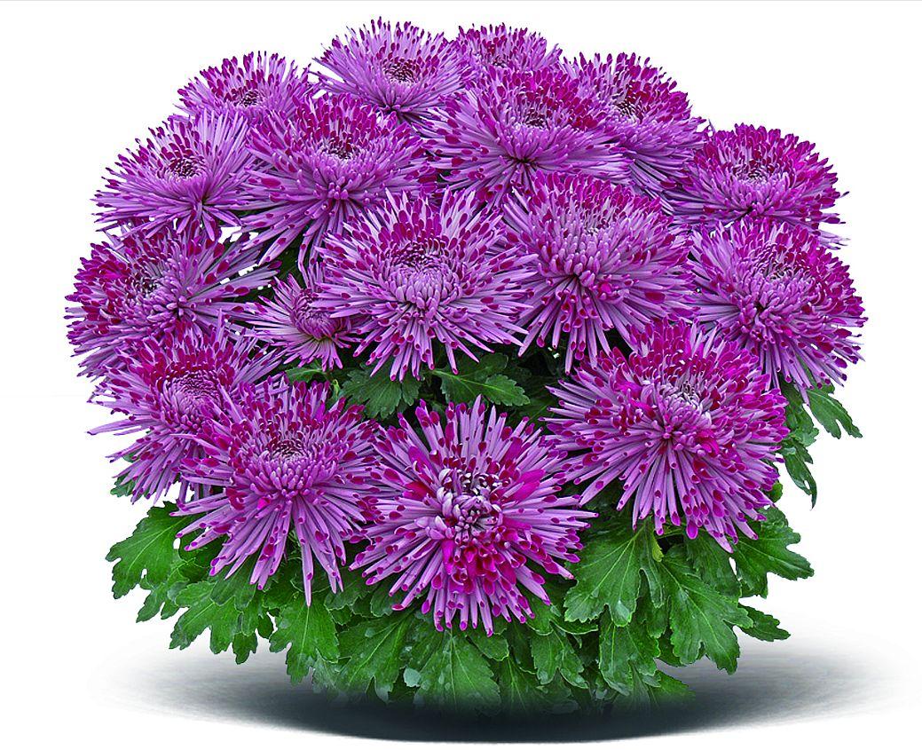 Хризантема Santosh Violet ( Фіолетовий) розсада.Польща. in-vitro