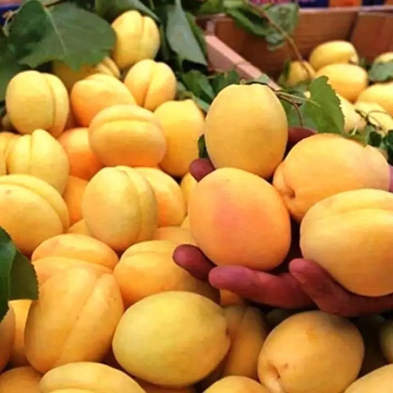 Абрикос Ананасовий - ароматний, великоплідний, солодкий, фото 1