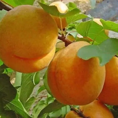 Абрикос Ананасний Цюрупинський - високоврожайний, великоплідний, десертний, фото 1
