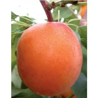 Абрикос Луїза Бланк - ранній, великоплідний, урожайний, фото 1