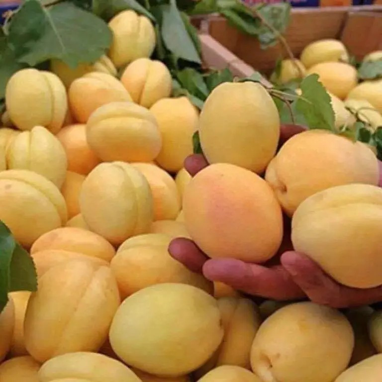 Абрикос Шалах - смачний, урожайний, солодкий, фото 1