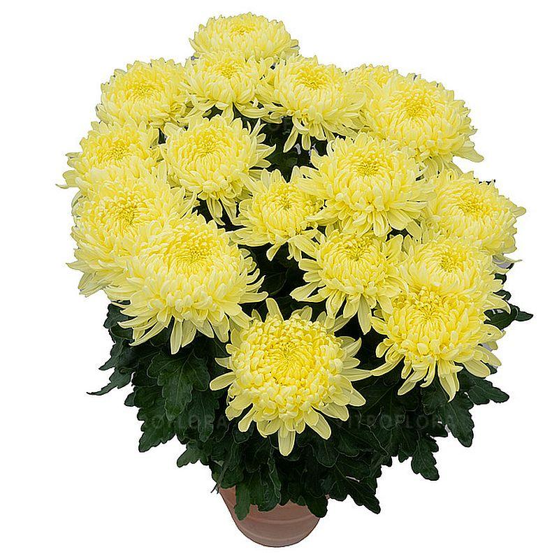 Хризантема Agora Jaune (Агора Жаун) розсада, фото 1