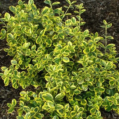 Бересклет Форчуна Канадейл Голд – декоративний, вічнозелений, морозостійкий Р9, фото 1