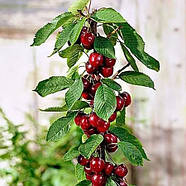 Вишня колоновидна Захват – середньостигла, великоплідна, кисло-солодка, фото 3