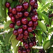 Вишня колоновидна Захват – середньостигла, великоплідна, кисло-солодка, фото 2