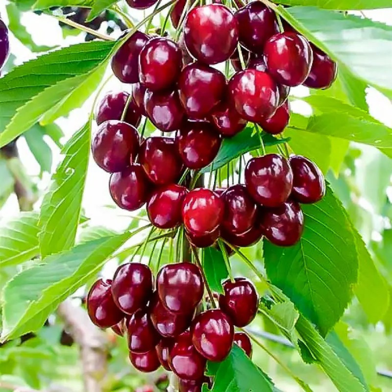 Вишня колоновидна Захват – середньостигла, великоплідна, кисло-солодка, фото 1