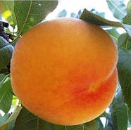 Персик Вайн Голд Т3 - великоплідний, середній, урожайний, фото 2
