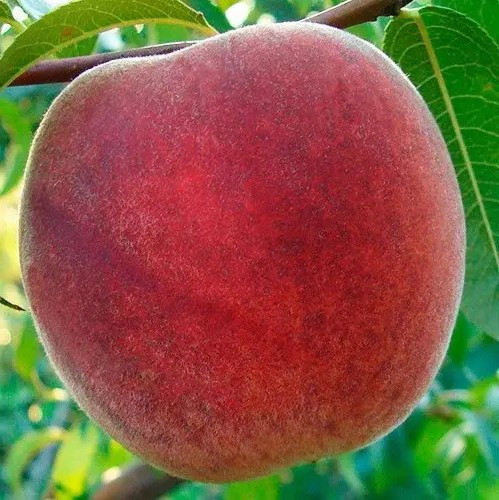 Персик Ерлі Ред Хейвен – суперранній, великоплідний, урожайний, фото 1