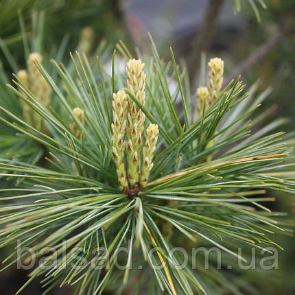 Сосна Бергманс Міні / Штамб / h 90 / Pinus Bergman's Mini, фото 1