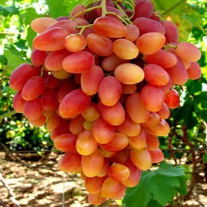 Виноград Преображення – ранній, великоплідний, високоврожайний, фото 1