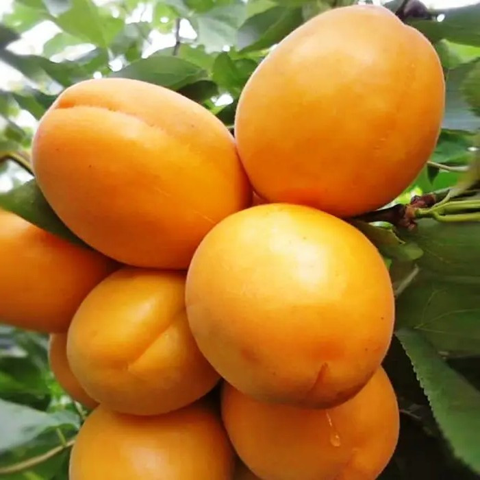 Абрикос Голд Річ – середньостиглий, самоплідний, урожайний, фото 1