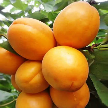 Абрикос Голд Річ – середньостиглий, самоплідний, урожайний