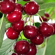 Вишня Зустріч – солодкава, крупноплідна, самоплідна, фото 2