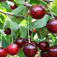 Вишня Зустріч – солодкава, крупноплідна, самоплідна, фото 3