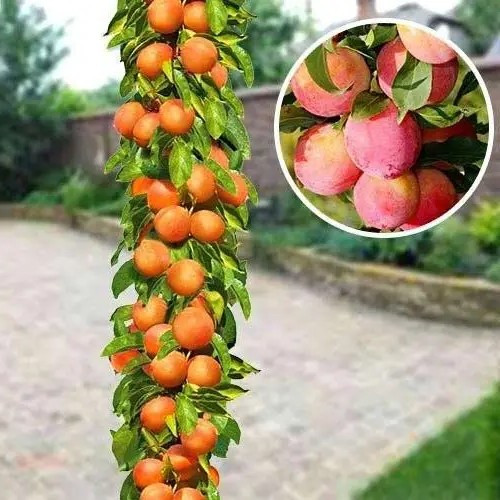 Слива колоновидна Мірабелла - ранньостигла, крупноплідна, транспортабельна, фото 1