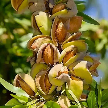 Мигдаль Пряний – осінньо-пізній, великоплідний, морозостійкий