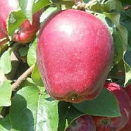 Яблуня Моді - зимова, крупноплідна, високоврожайна, фото 2
