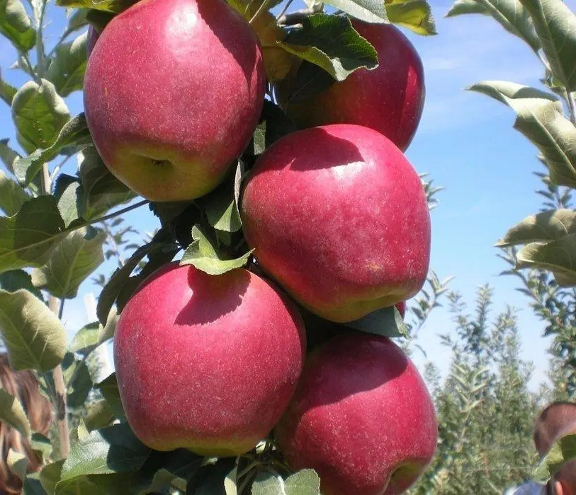 Яблуня Моді - зимова, крупноплідна, високоврожайна, фото 1