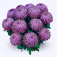 Хризантема Malabar Violet (Малабар Фіолетовий) розсада