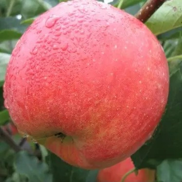 Яблуня Чемпіон – високоврожайна, зимостійка, кисло-солодка, фото 1