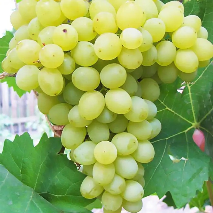 Виноград Кеша – високоврожайний, великоплідний, морозостійкий, фото 1