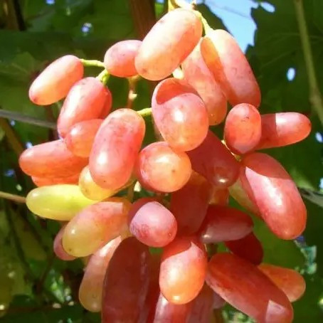 Виноград Юліан – надранній, великоплідний, солодкий, фото 1