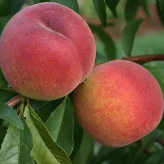 Персик Редхейвен – врожайний, транспортабельний, морозостійкий, фото 1