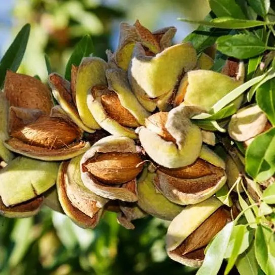 Мигдаль Десертний – врожайний, зимостійкий, солодкий, фото 1