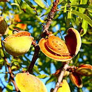 Мигдаль Десертний – врожайний, зимостійкий, солодкий, фото 2