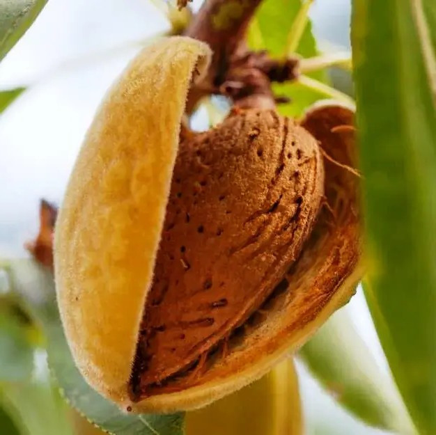 Мигдаль Антік – врожайний, крупноплідний, посухостійкий, фото 1