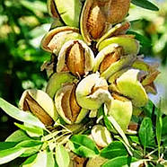 Мигдаль Антік – врожайний, крупноплідний, посухостійкий, фото 2